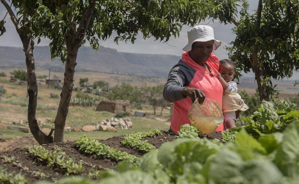 A picture made available on 03 Nobvember 2016 shows Matabello Fokotsane (64) holding her grandchild Reatile (1) as she waters her Keyhole Garden in a village in the Makhoarane District, Masero, Lesotho, on 02 November 2016