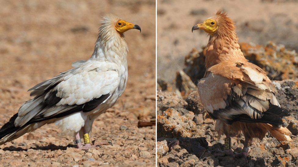 Composite image showing the Egyptian vulture before and after it's dipped its head in mud