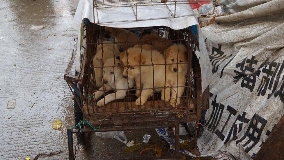 Puppies are seen in a cage at a dog meat market in Yulin, in China's southern Guangxi region on June 21, 2017