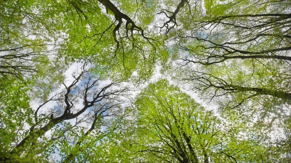 Tree canopy