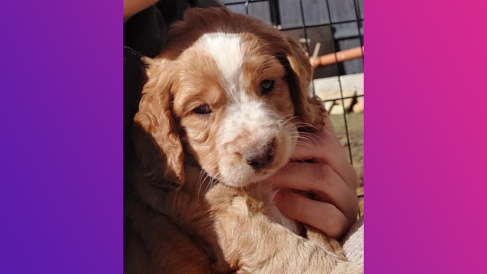 A picture of a cocker spaniel puppy