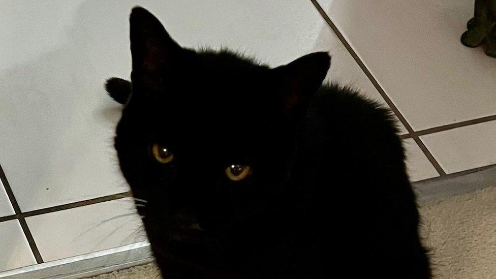 A black cat sat on a tiled floor looking at the camera