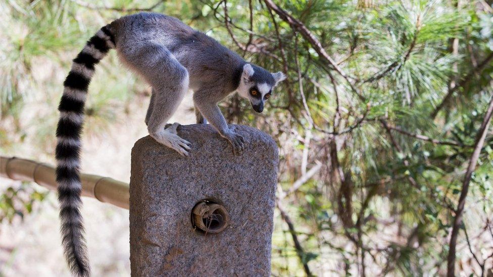 All species of lemur are endangered