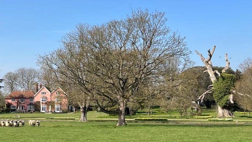 The oak tree before it fell at Nedging Hall