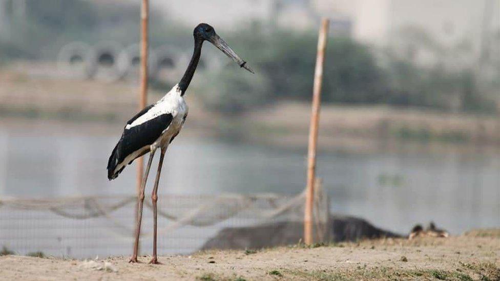 The stork is seen with a plastic ring around its beak