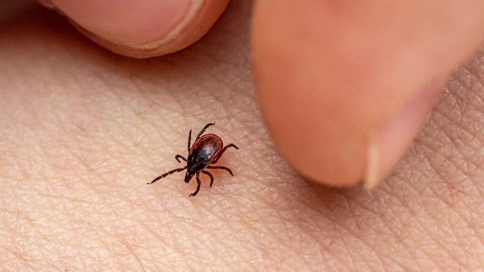 A tick resting on a human palm