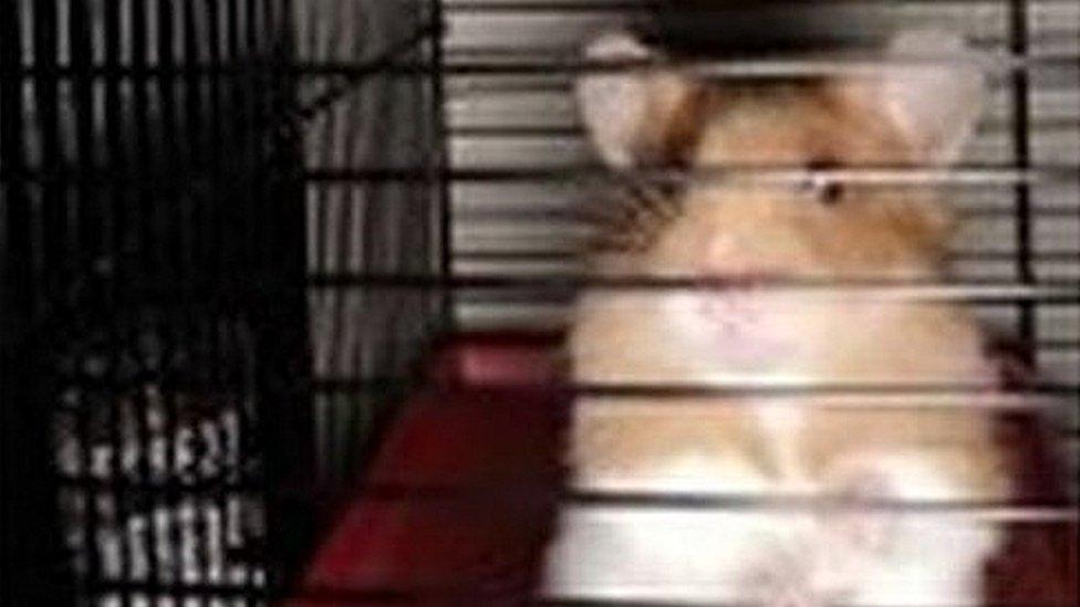 Hamster