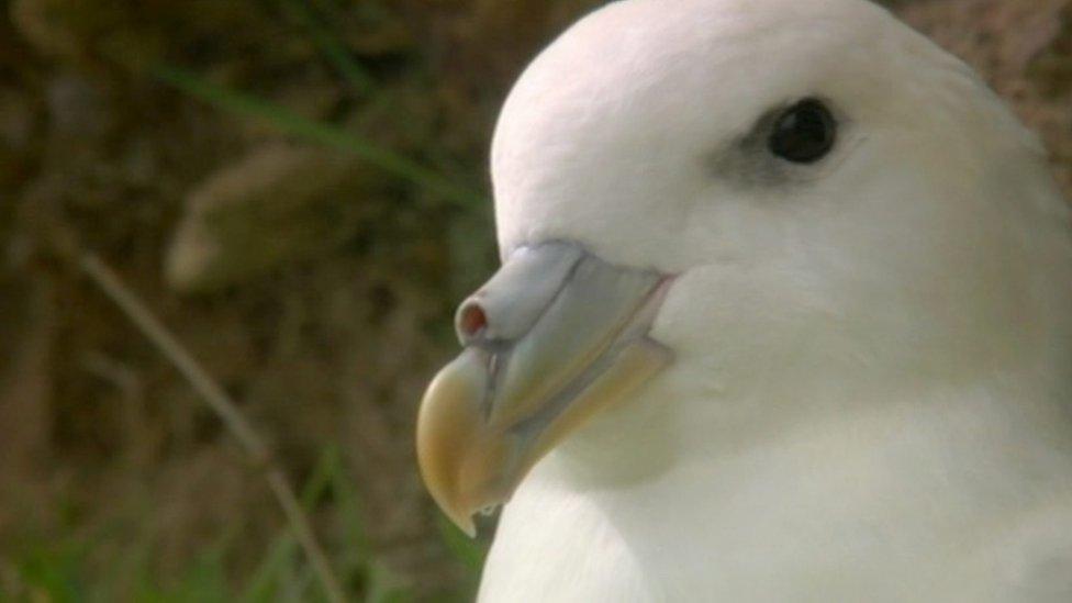 Fulmar close up