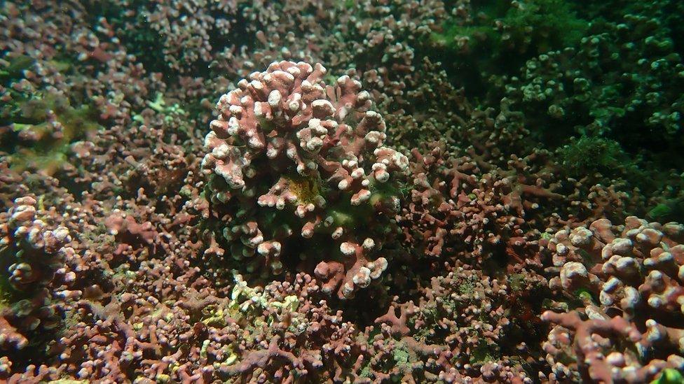 purple, coral-like mearl seaweed on the sea floor off Cornwall