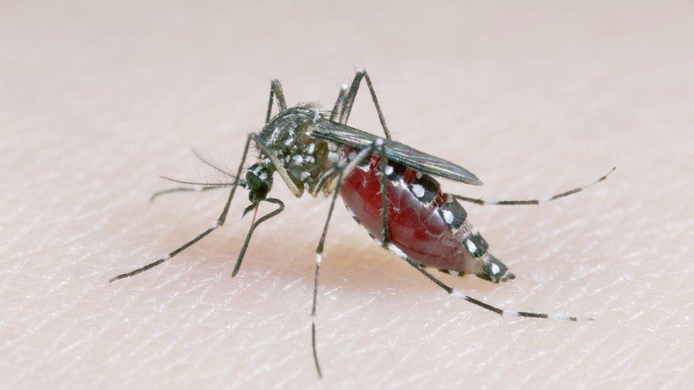 Aedes aegypti mosquitoes can spread Zika and Dengue