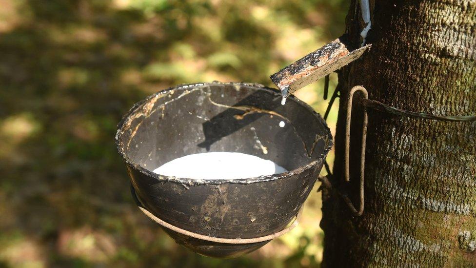 Latex from rubber trees in a forest on December 15, 2021 in Goalpara, Assam, India.