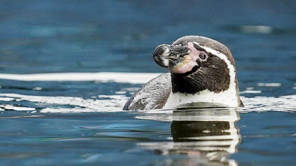 Penguin at Marwell