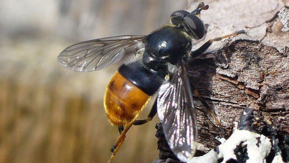 Pine hoverfly