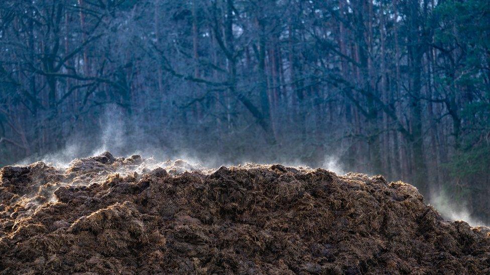 Steaming manure