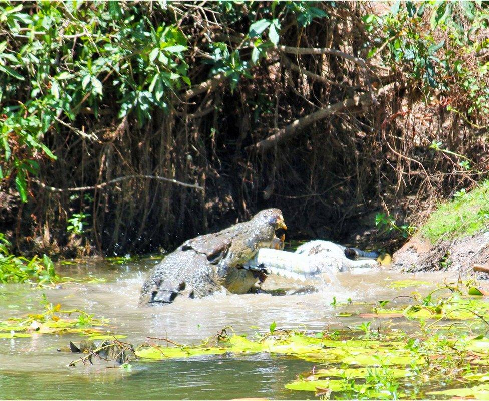 Crocodile with a smaller crocodile's tail in its jaws in Rinyirru National Park