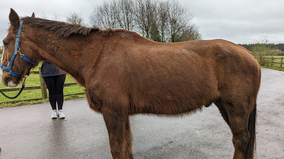 Brown horse wearing blue harness