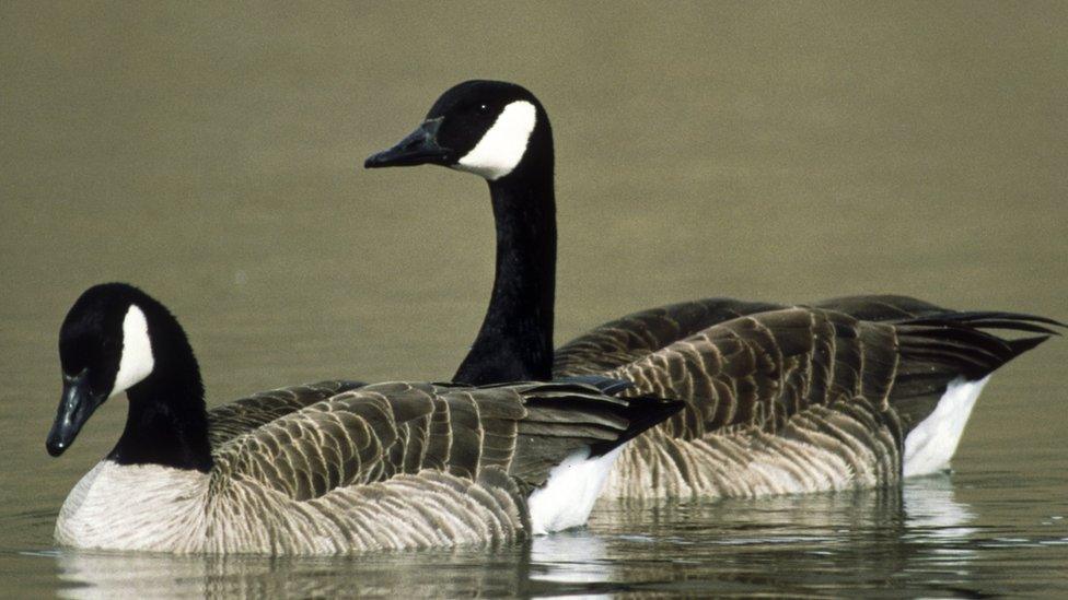 Denver culls Canada geese to feed needy families BBC News