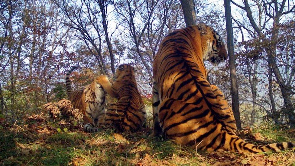 Mother and cubs in the Land of the Leopard national park (July 2017)