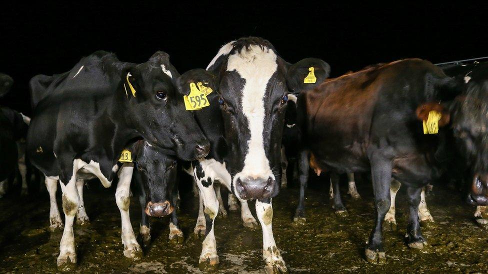 New Zealand cows