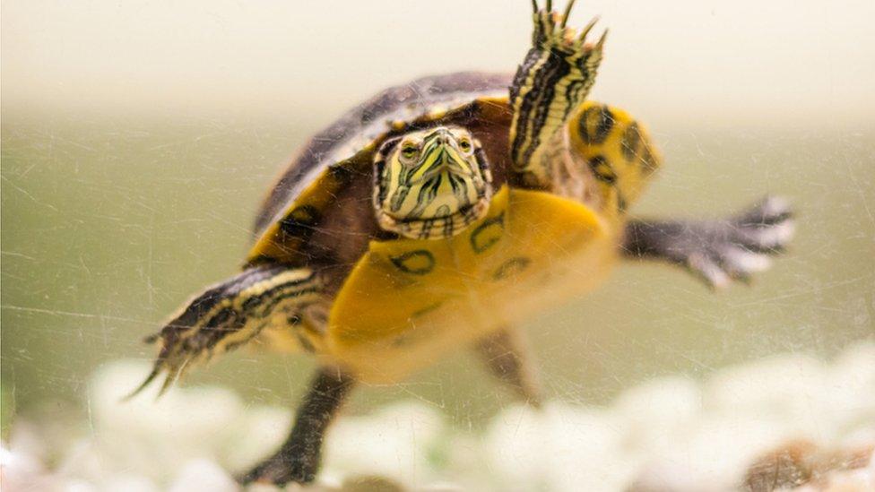 Pond slider turtle