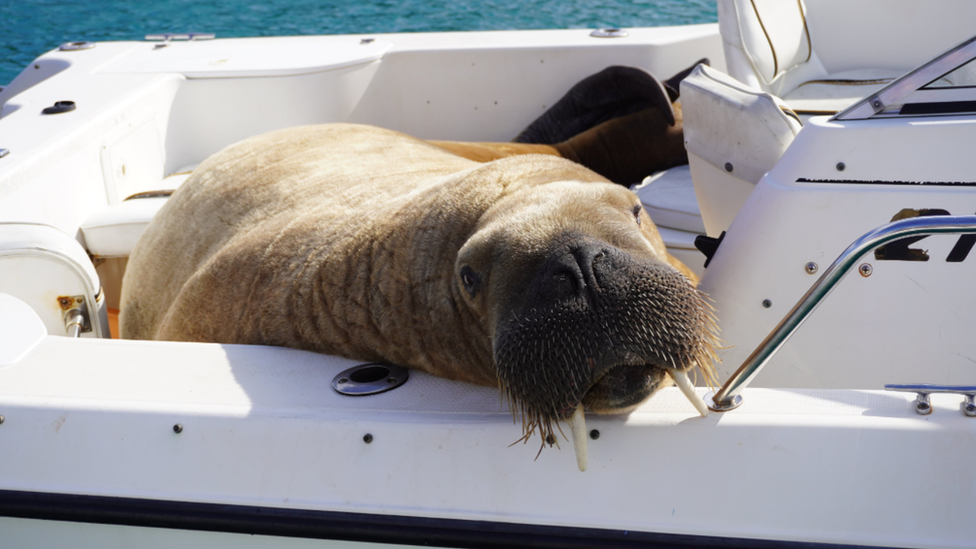 Wally the walrus on a boat