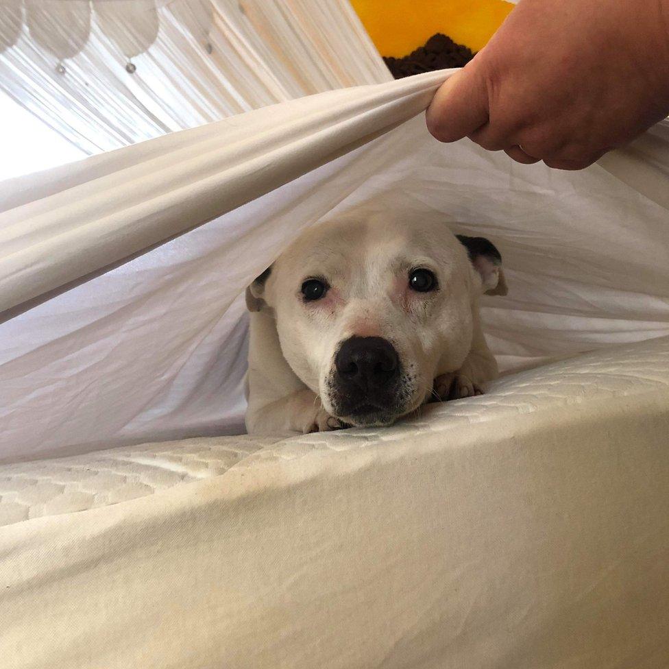 Libby, the dog, helping Sarah to change the bed sheets.