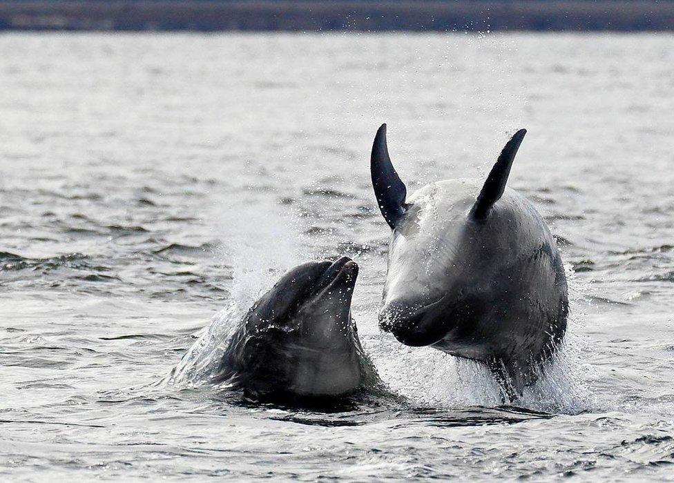 Bottlenose dolphins in Moray Firth