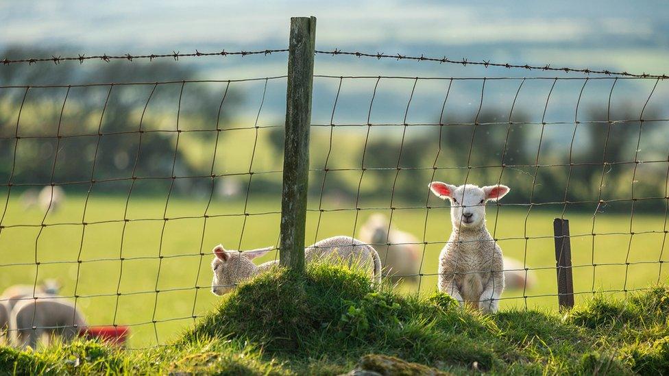 Ŵyn bach yn y gwanwyn ym Mhen Llŷn