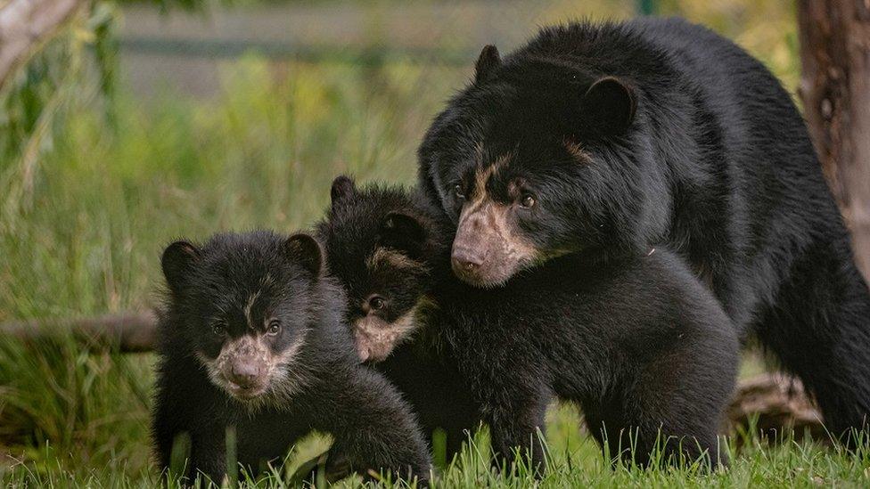 Andean-cubs.