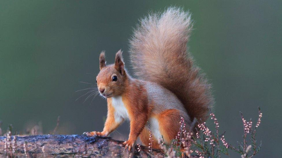 Red squirrel