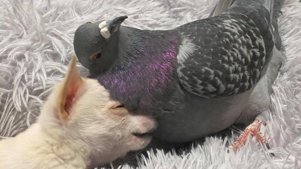 Chihuahua-and pigeon