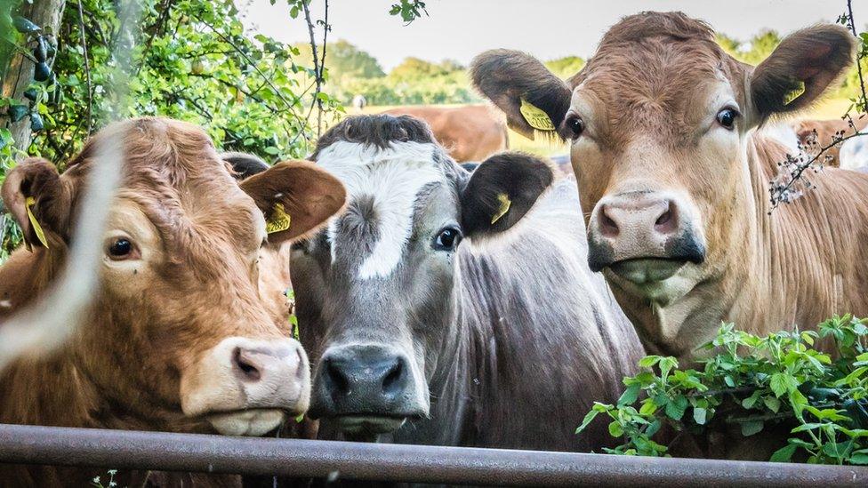 Friendly girls at Pink Hill Farm, Farmoor