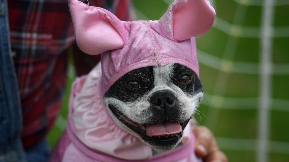 Dog dressed in costume