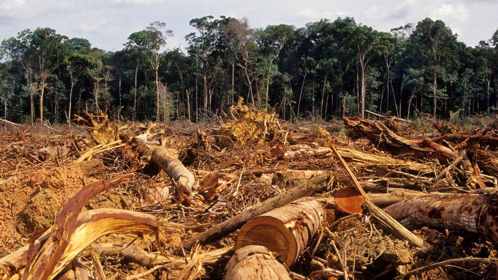 Deforestation in the Amazon