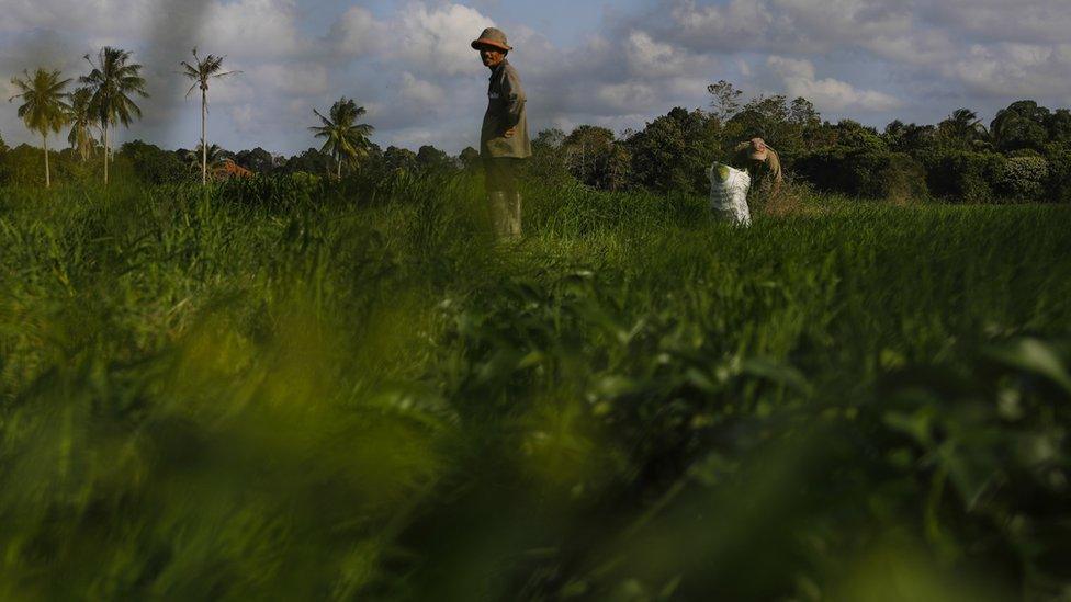 The Kelantan countryside