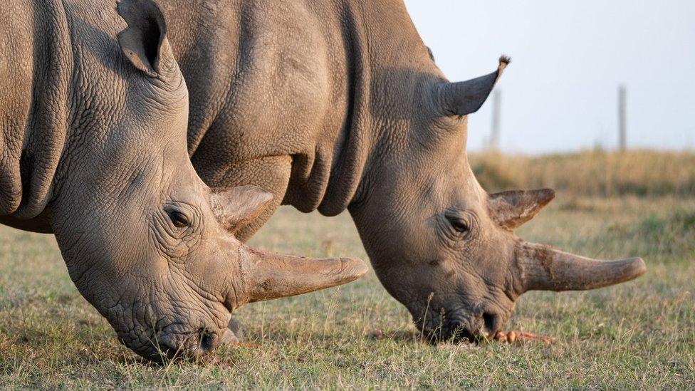 Last northern white rhinos