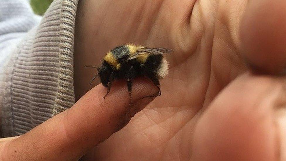 The Ruderal bumblebee