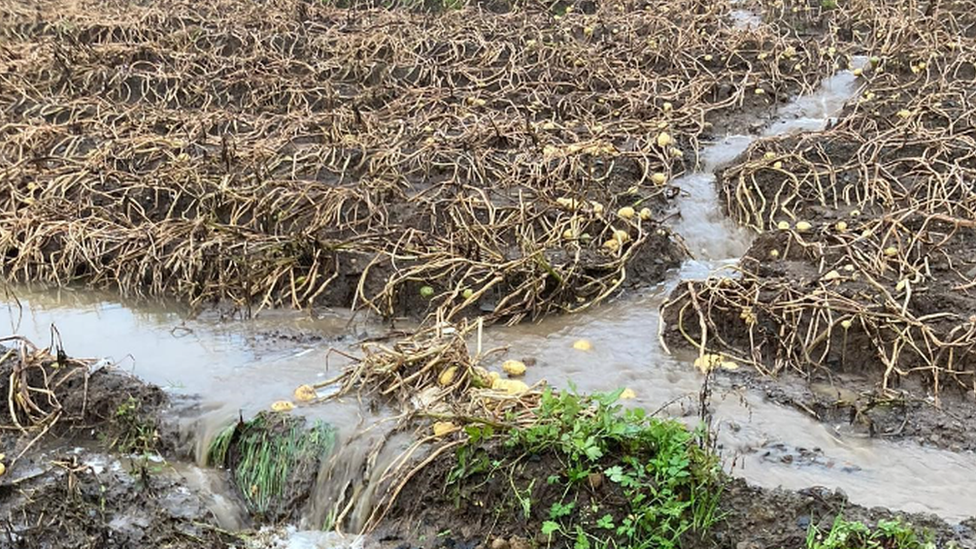 Flooded field