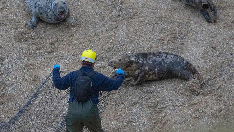 A person with a net ready to capture a seal