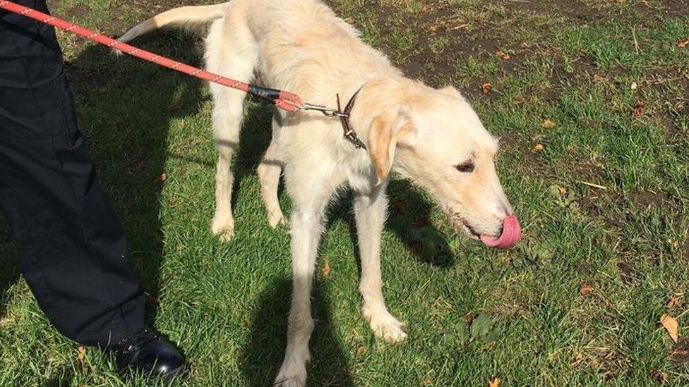 Spencer the lurcher