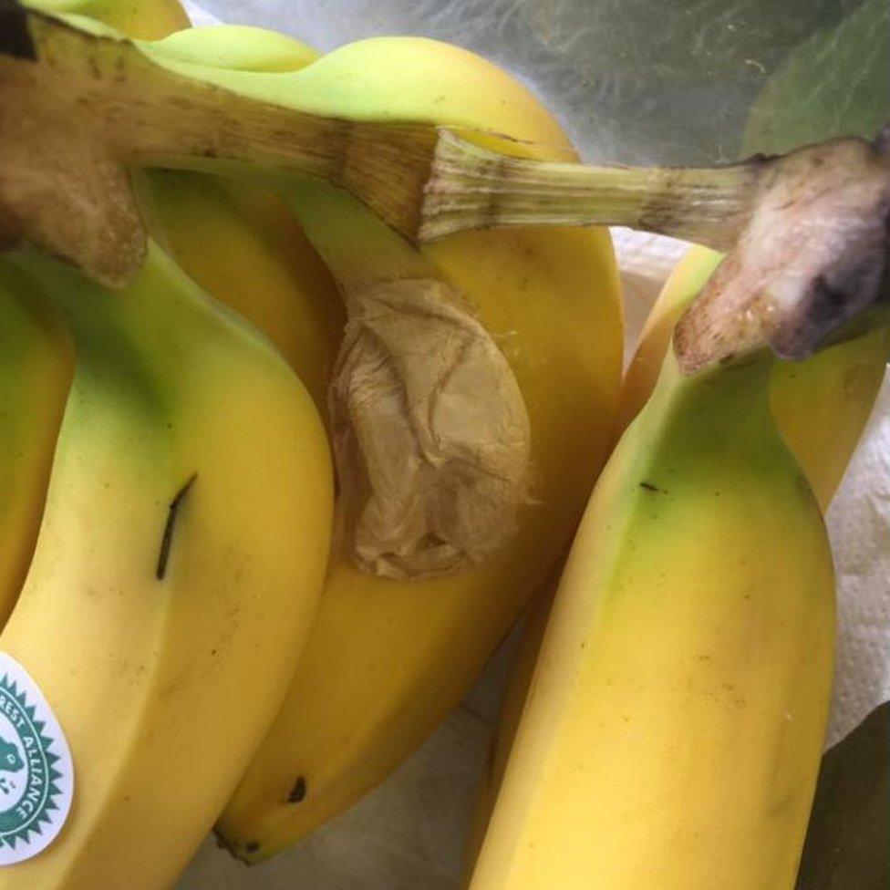 Spider sac in bananas