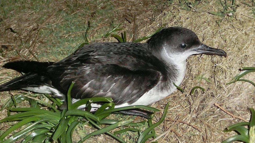 Manx shearwater