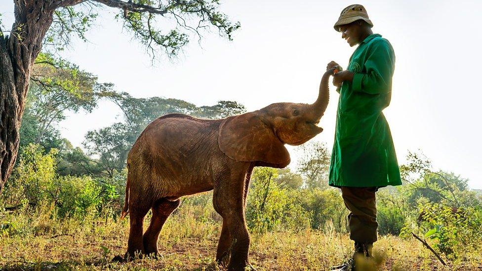 man with elephant