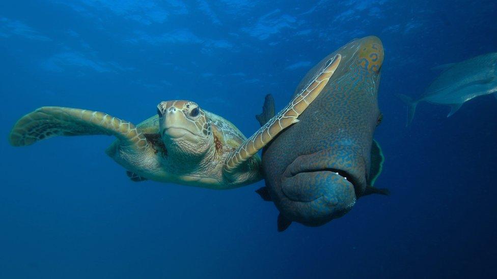 A turtle slapping a fish in the face