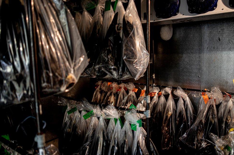 Bagged birds in a freezer