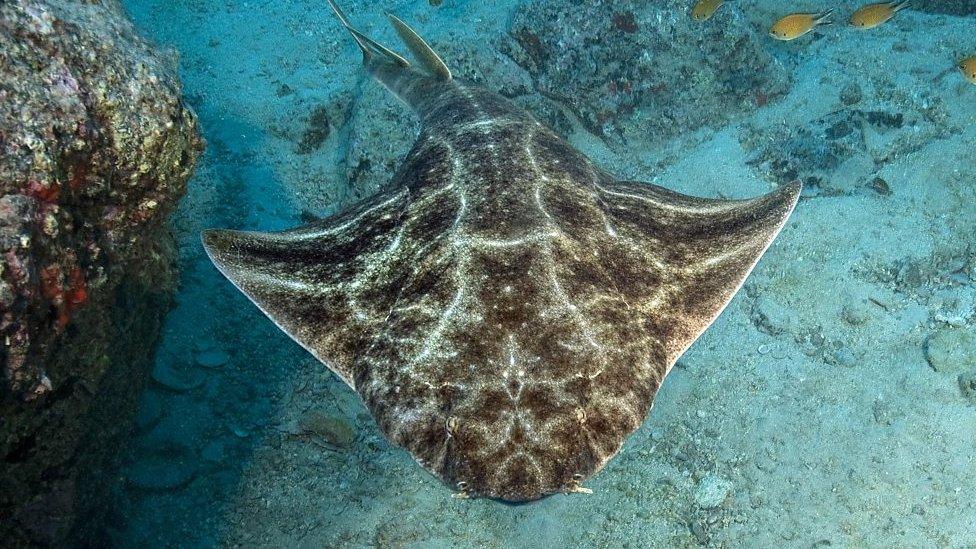 Angel shark