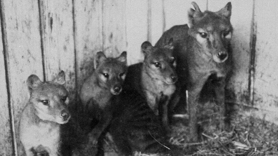 Tasmanian tigers in captivity