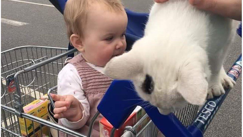 Milo in a supermarket trolley