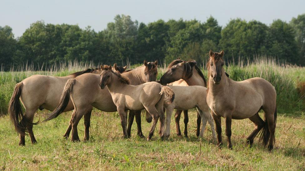 Konik ponies at Kingfishers Bridge Nature Reserve