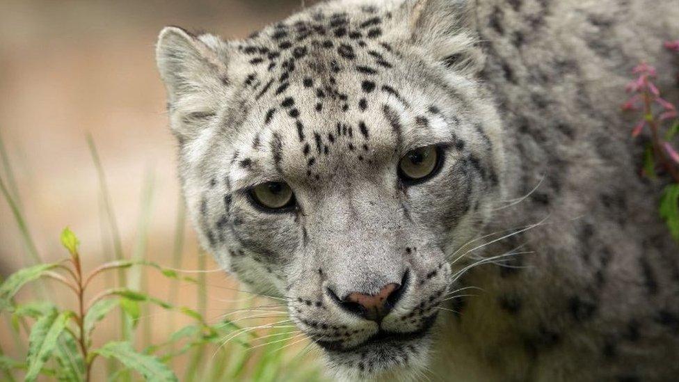 Snow leopard Chan